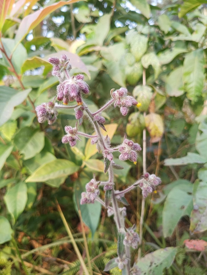 Blumea macrostachya photo 3