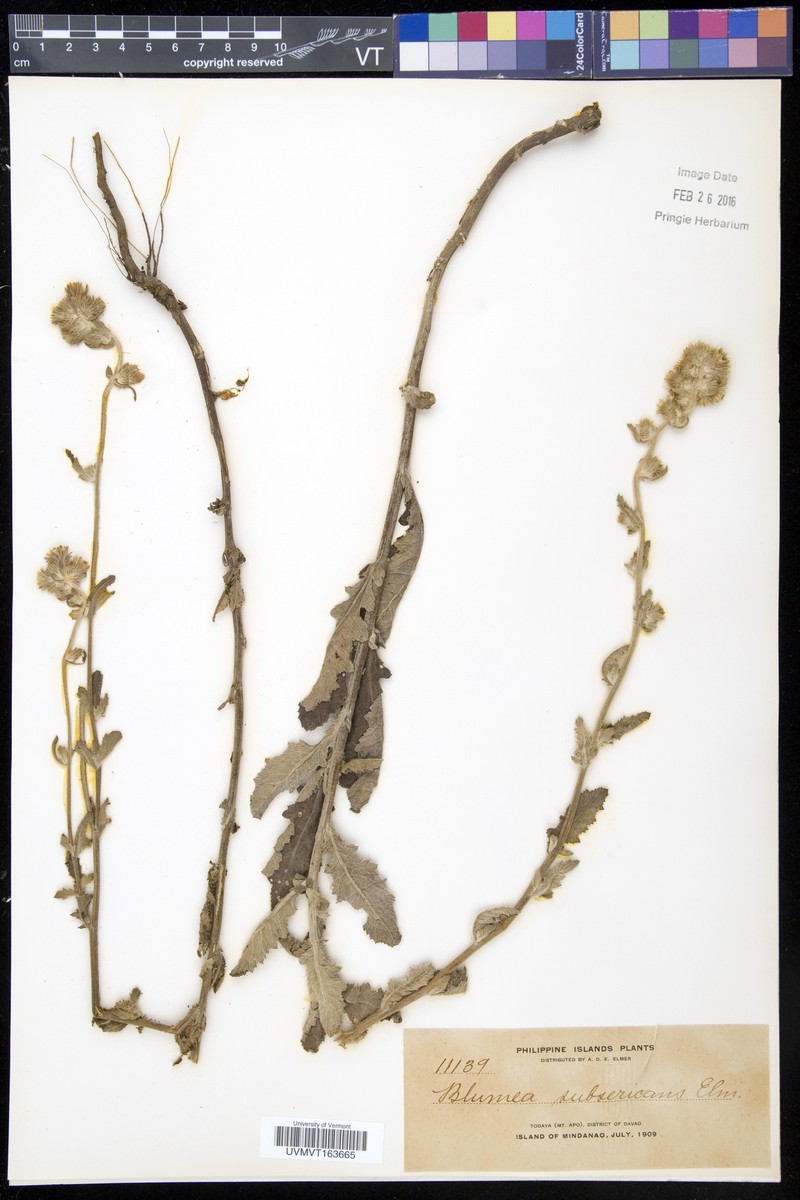 Blumea macrostachya photo 5