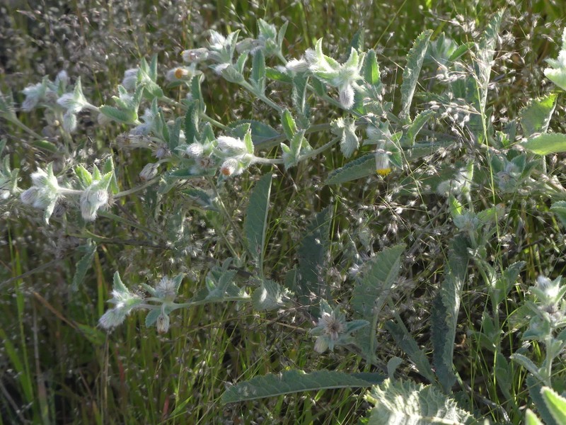 Blumea malcolmii