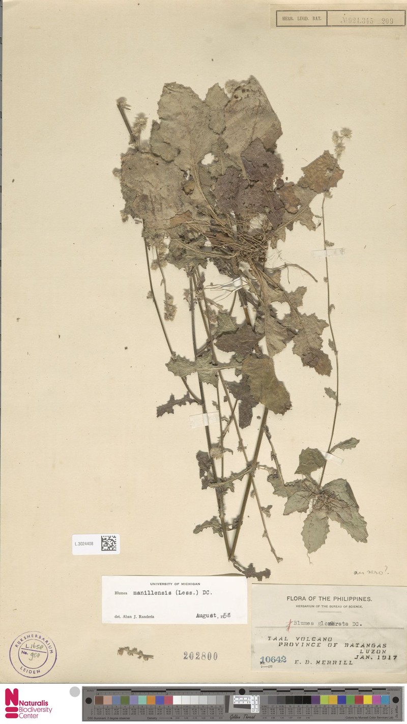 Blumea manillensis