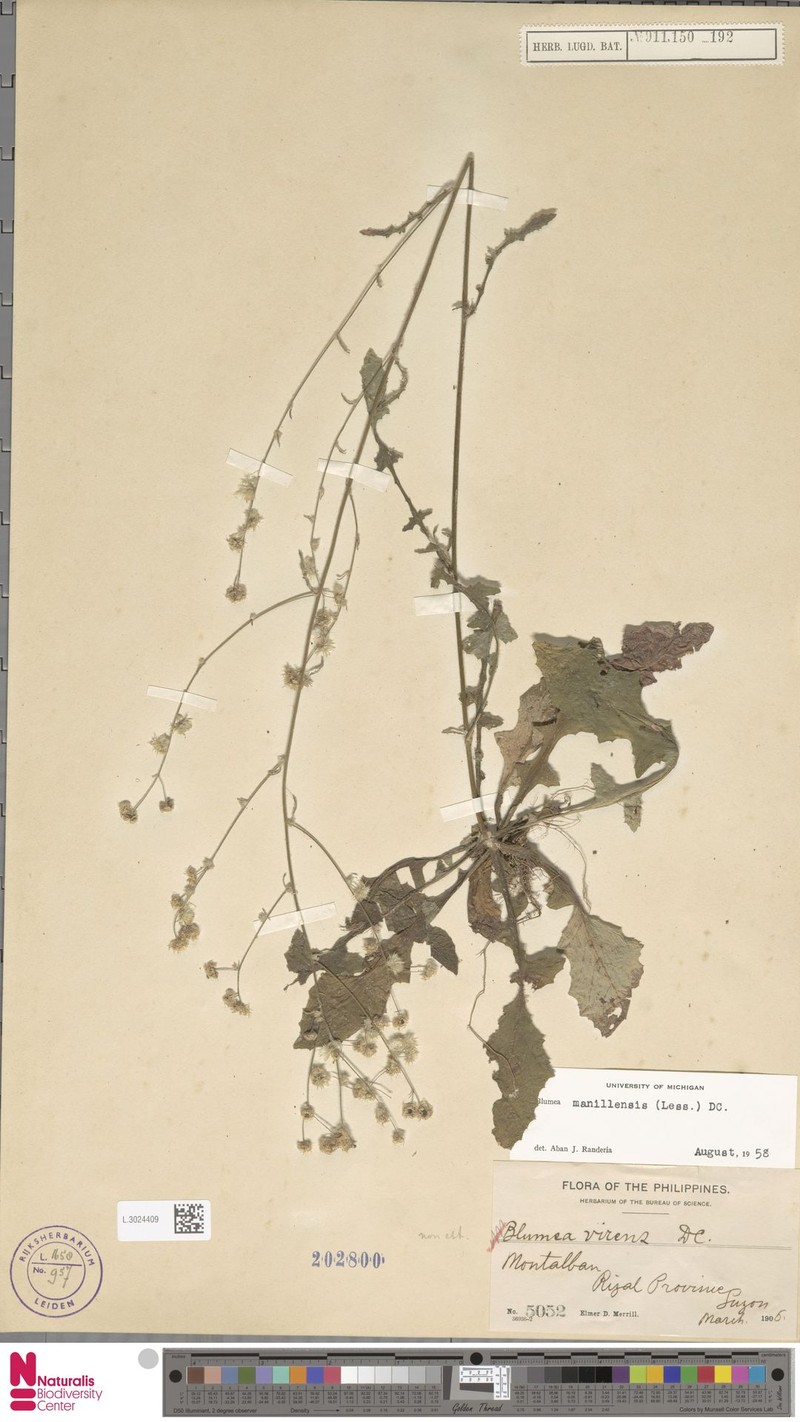 Blumea manillensis photo 2