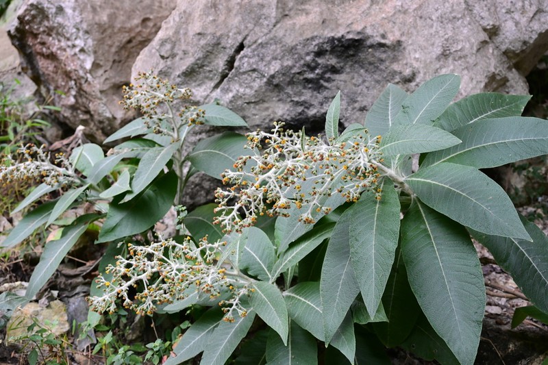 Blumea martiniana