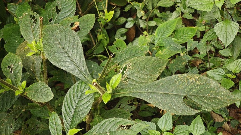 Blumea martiniana photo 2