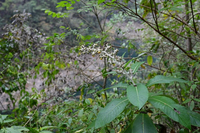 Blumea martiniana photo 3