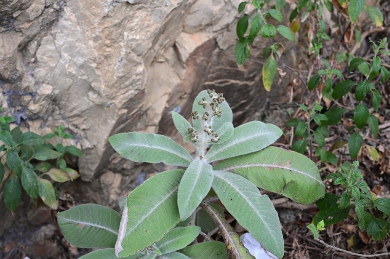 Blumea martiniana photo 4