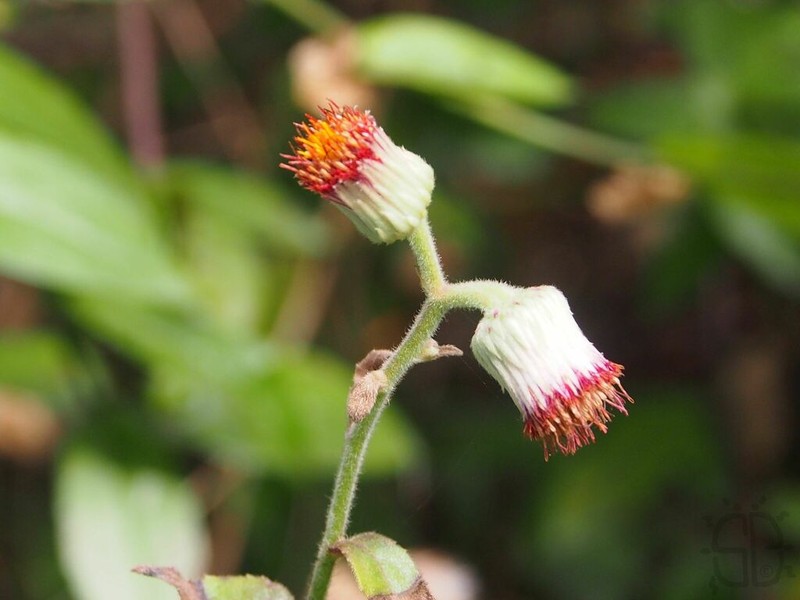 Blumea megacephala