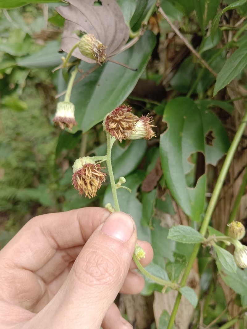 Blumea megacephala photo 2