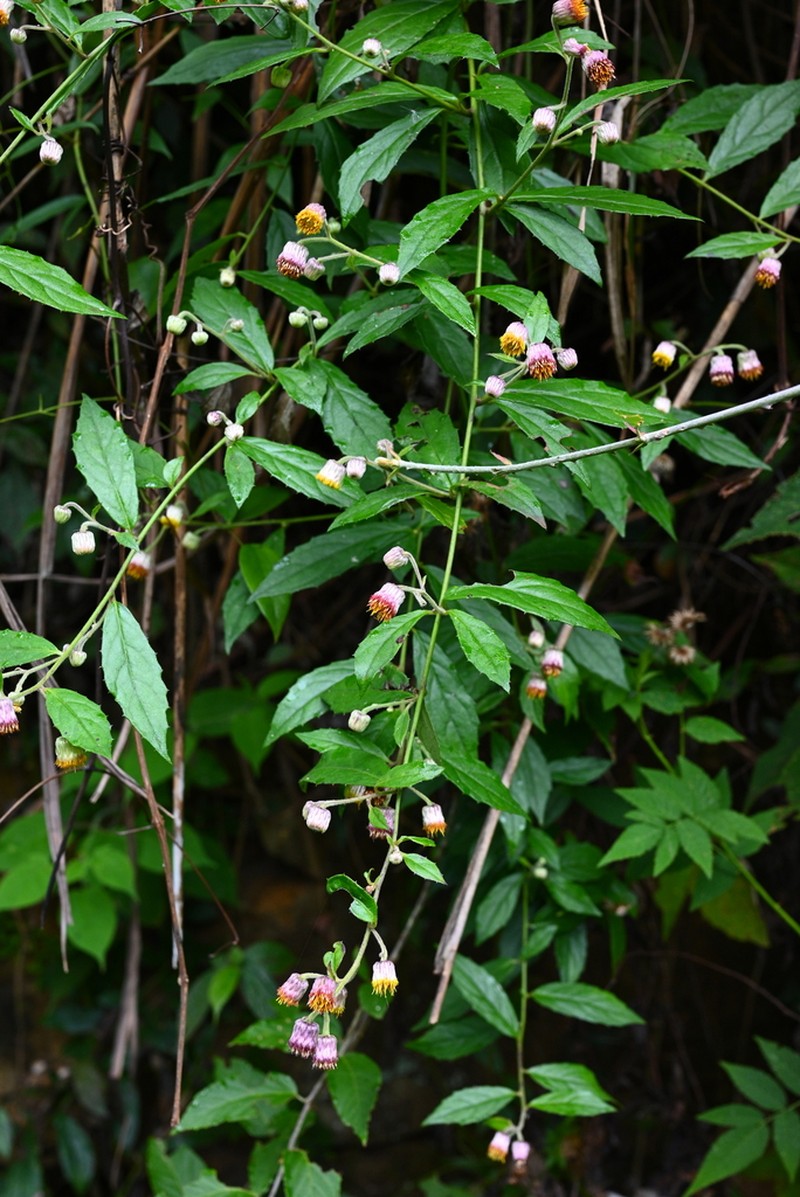 Blumea megacephala photo 3