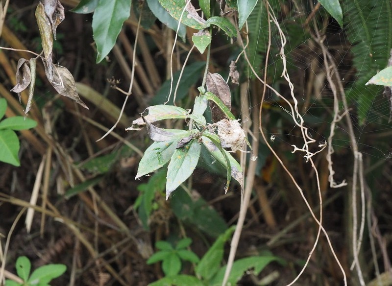 Blumea megacephala photo 4