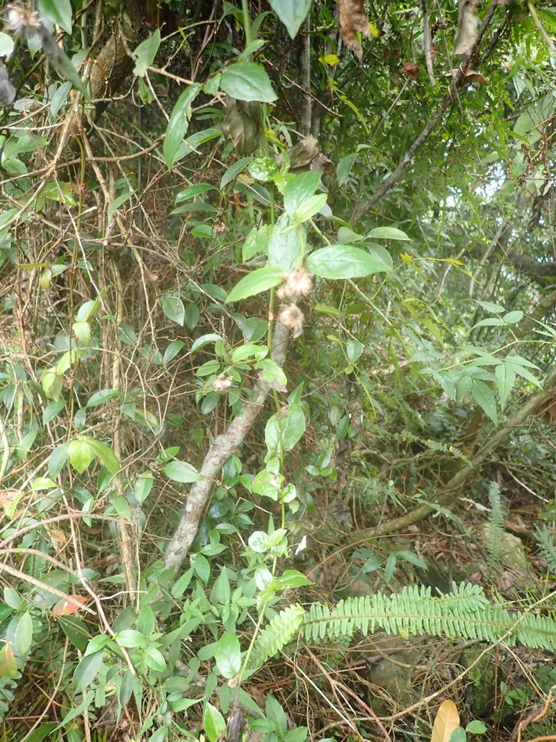 Blumea megacephala photo 5
