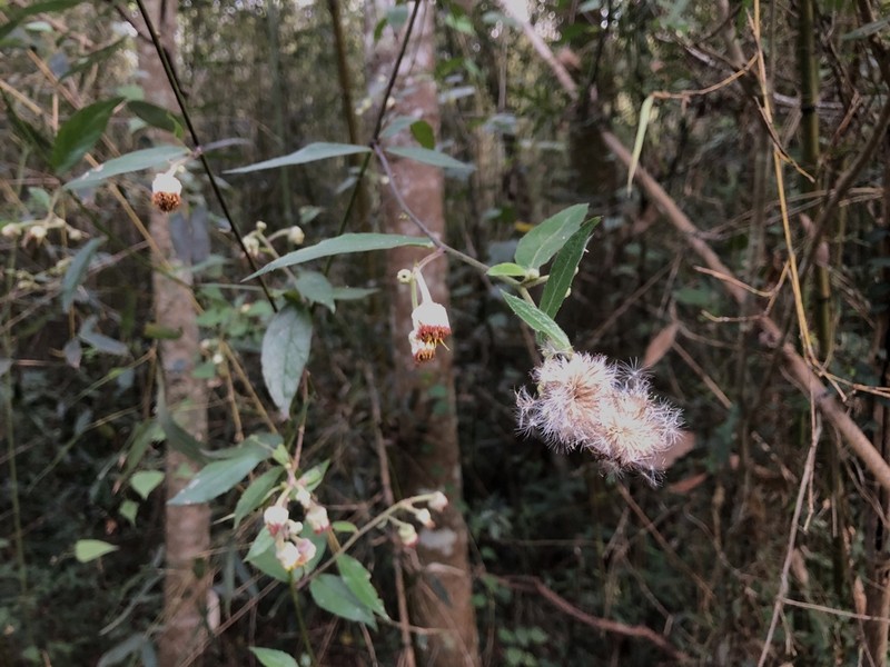 Blumea megacephala photo 6