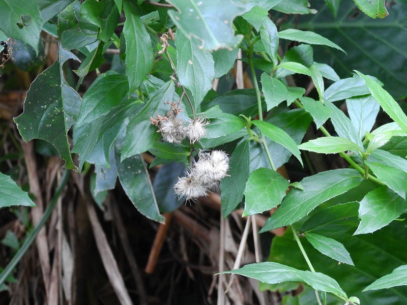 Blumea megacephala photo 7