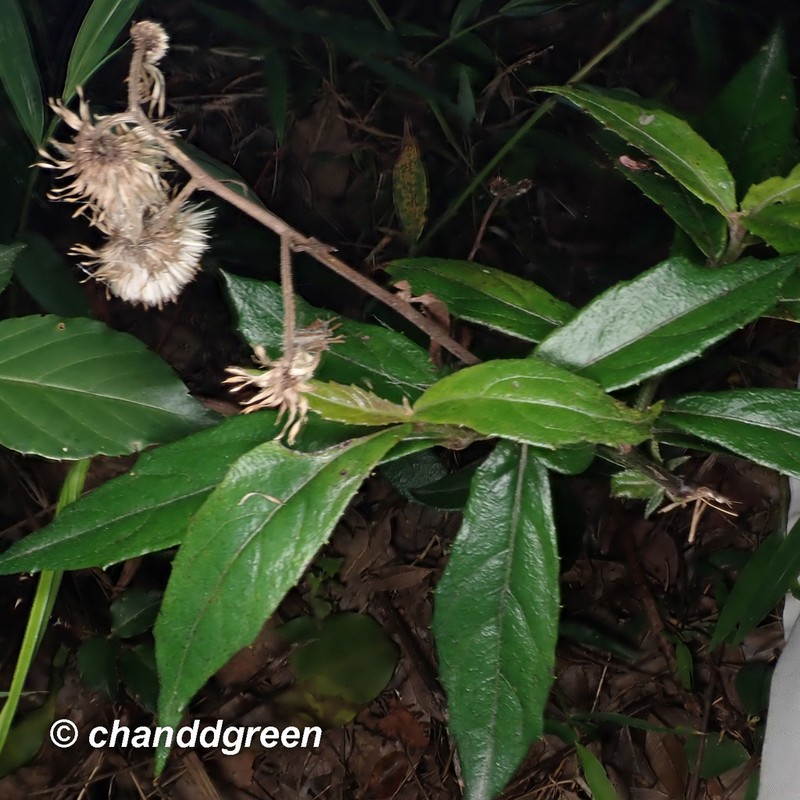 Blumea megacephala photo 8
