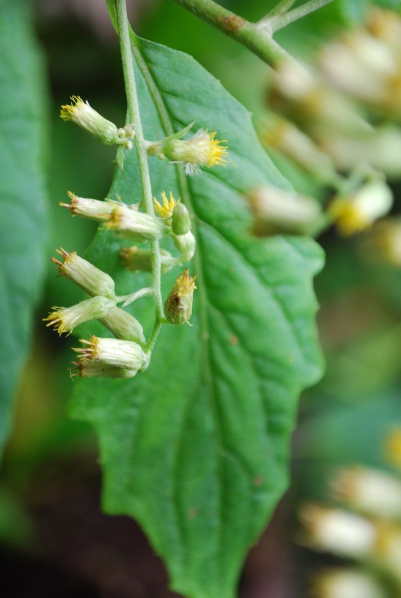 Blumea milnei