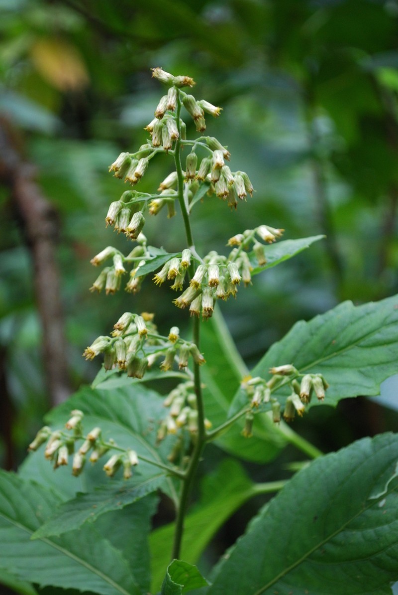 Blumea milnei photo 2
