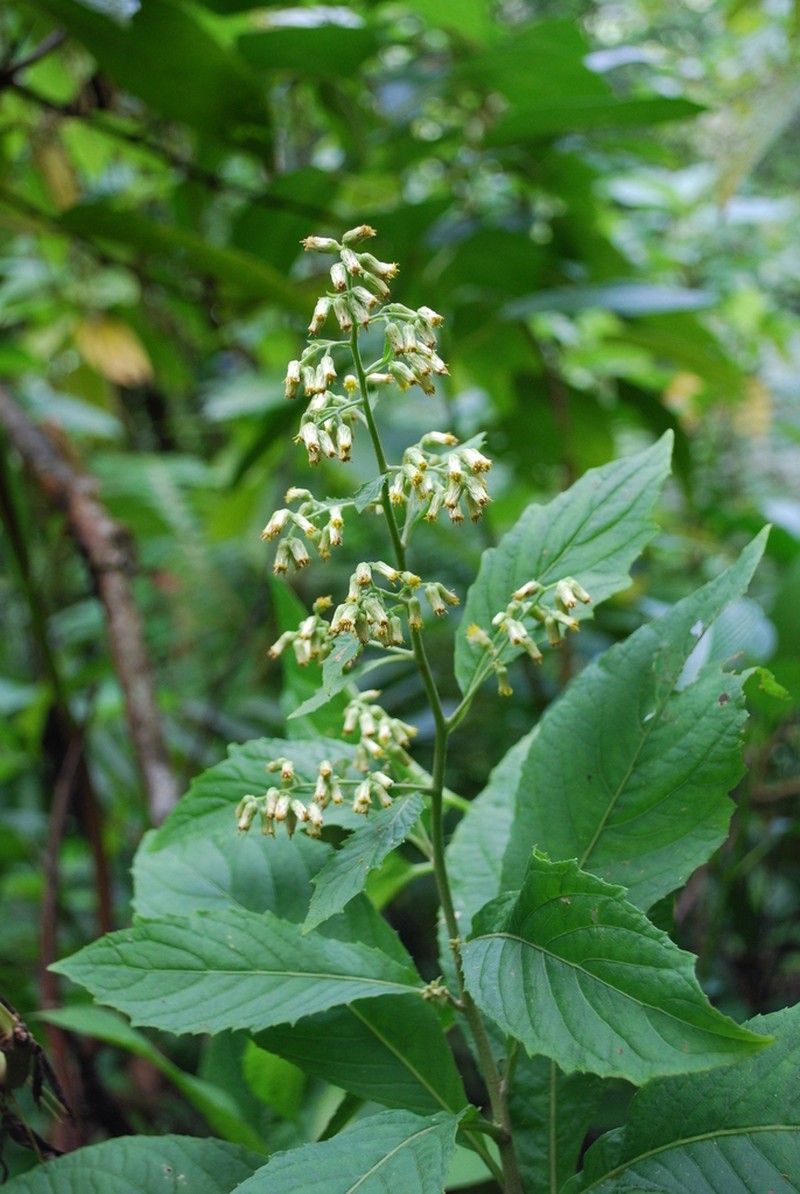 Blumea milnei photo 3