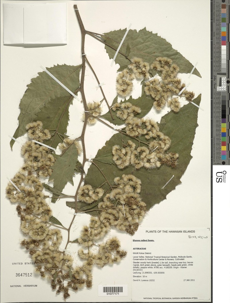 Blumea milnei photo 4