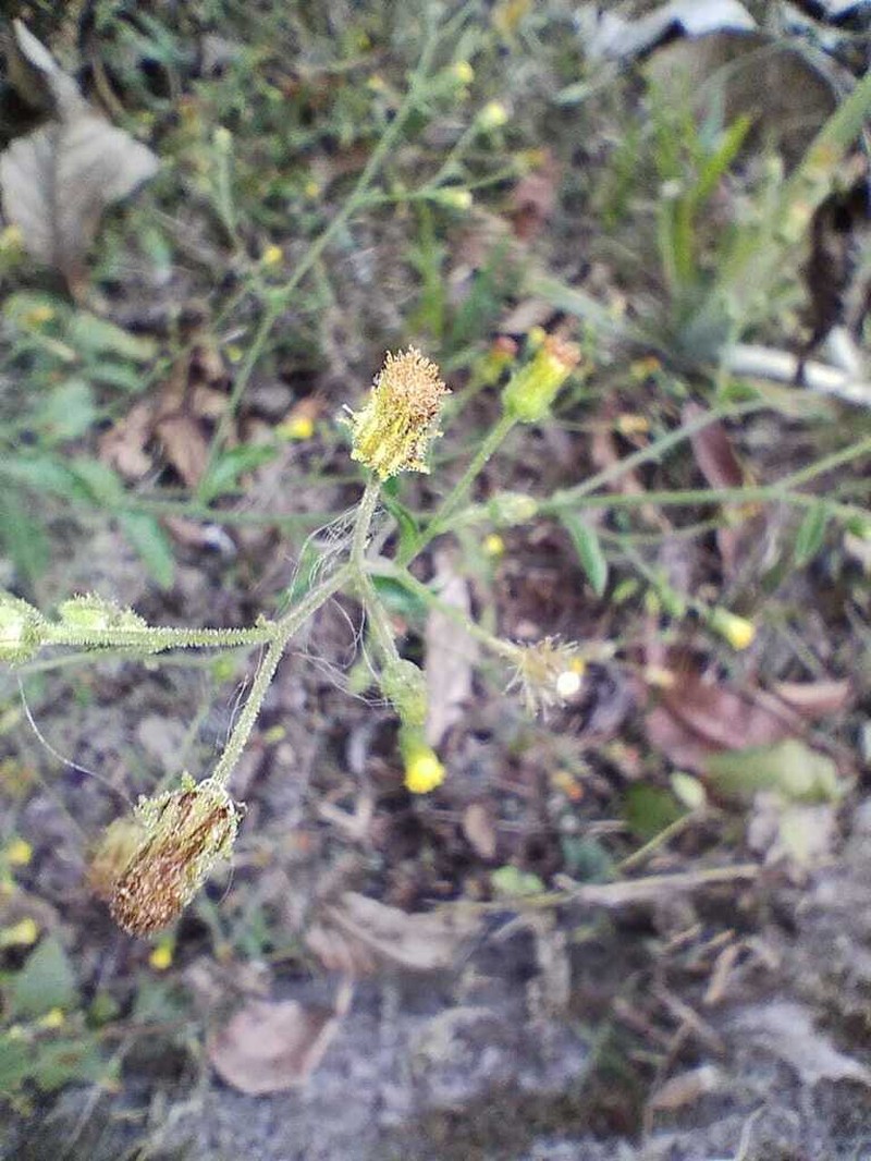 Blumea napifolia photo 2