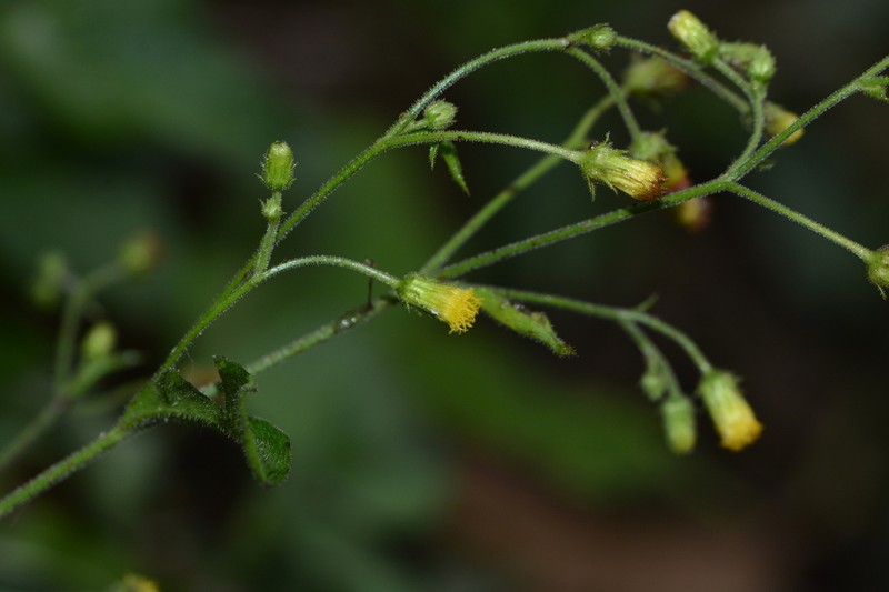 Blumea napifolia photo 3