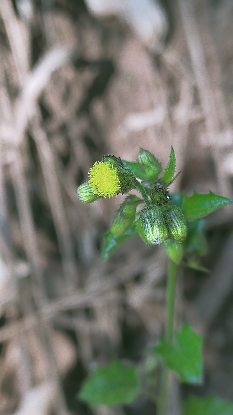 Blumea napifolia photo 5