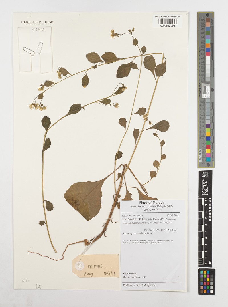 Blumea napifolia photo 6