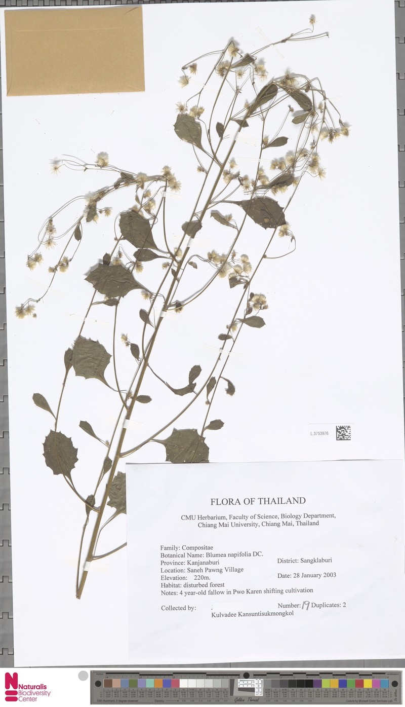 Blumea napifolia photo 7