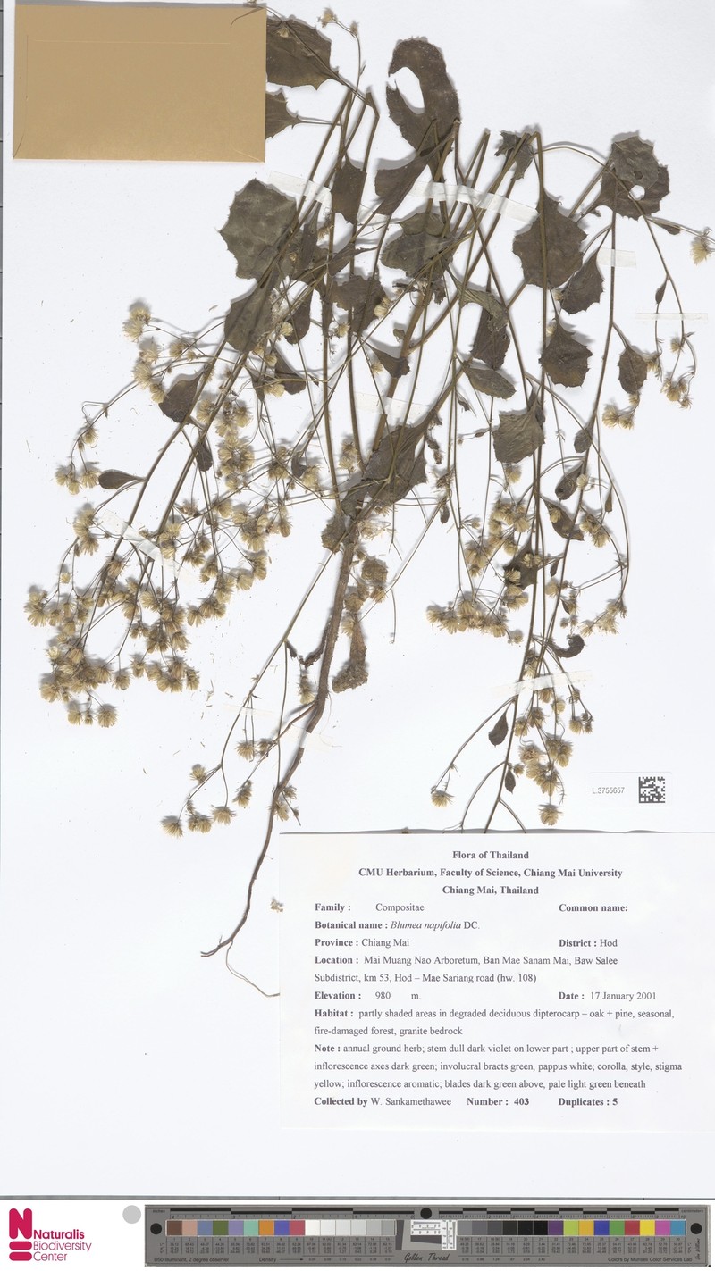 Blumea napifolia photo 8
