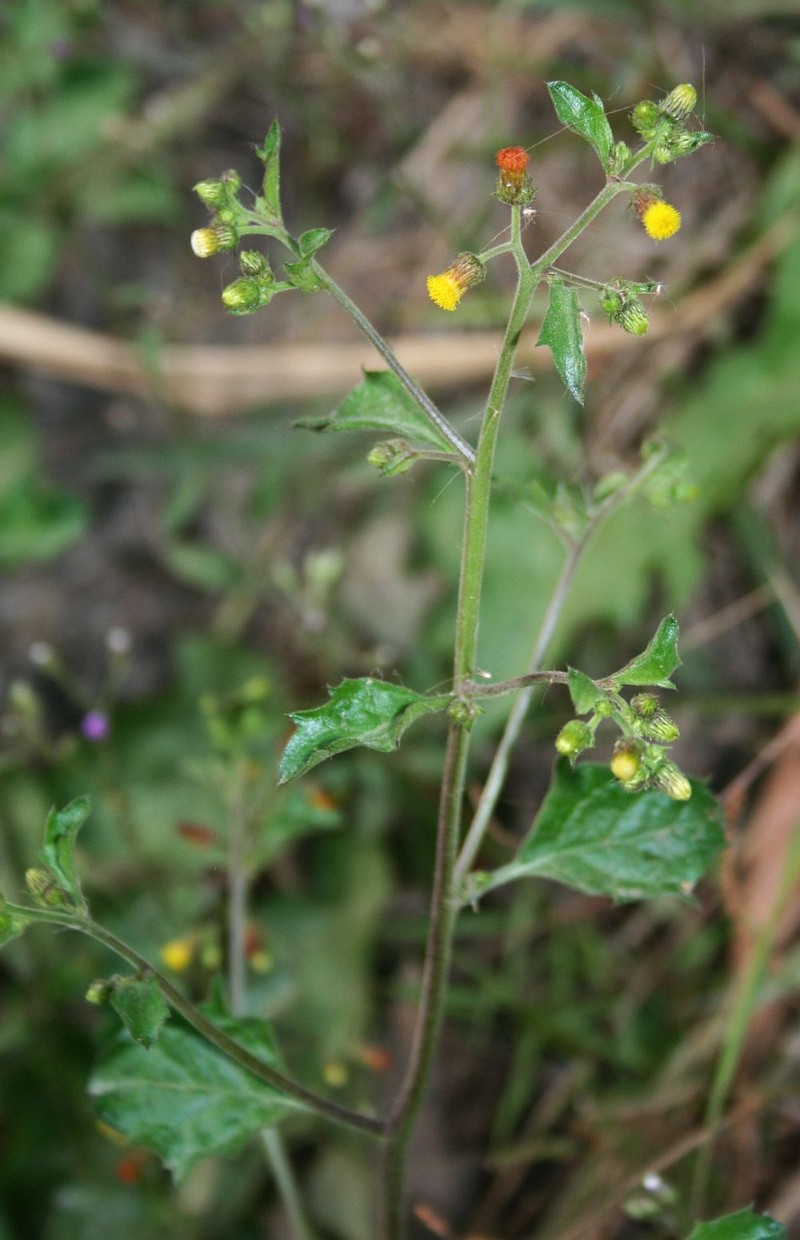 Blumea napifolia