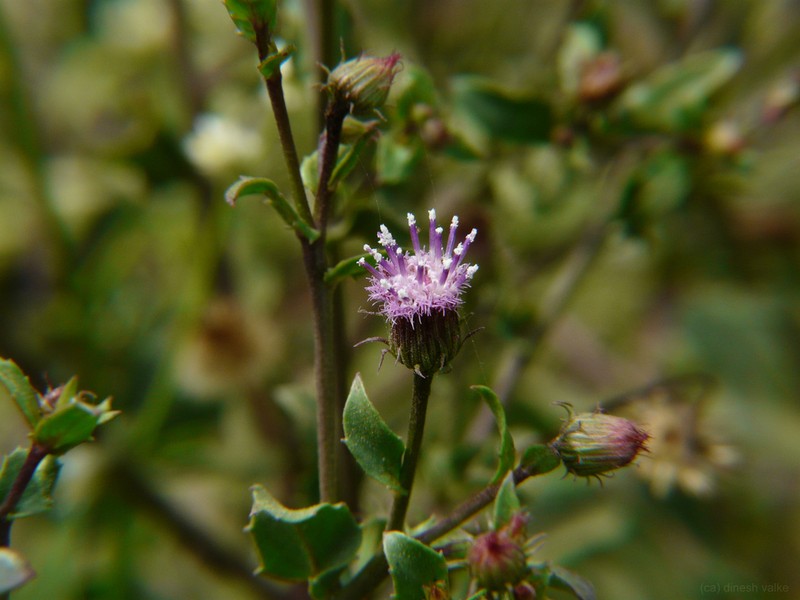 Blumea obliqua
