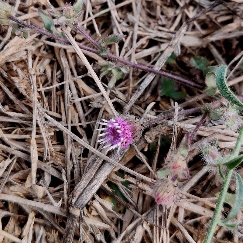 Blumea obliqua photo 2