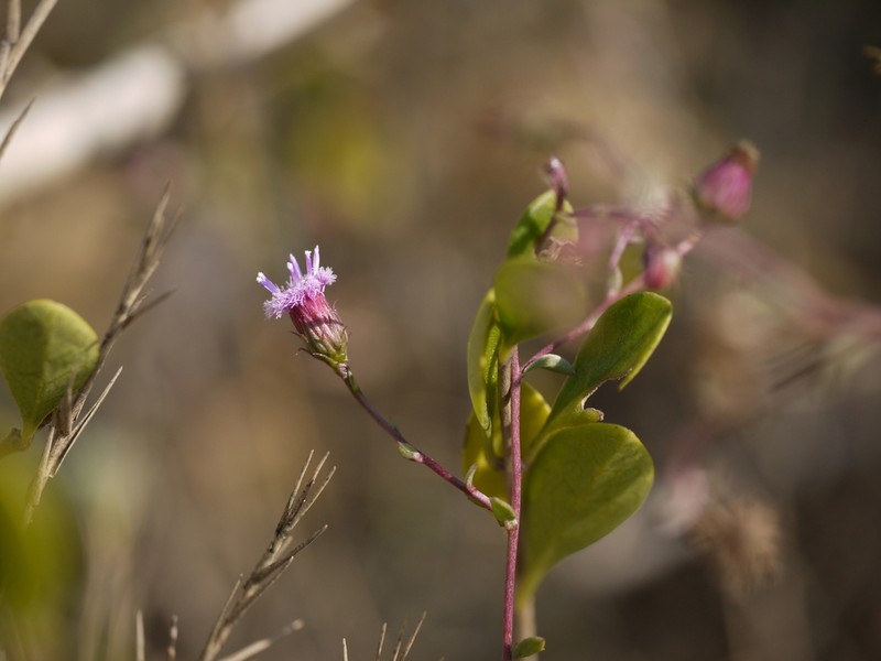 Blumea obliqua photo 3