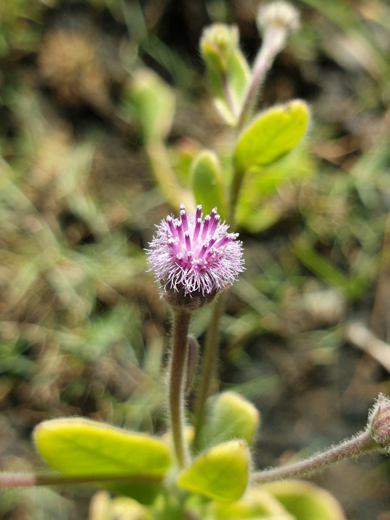 Blumea obliqua photo 4