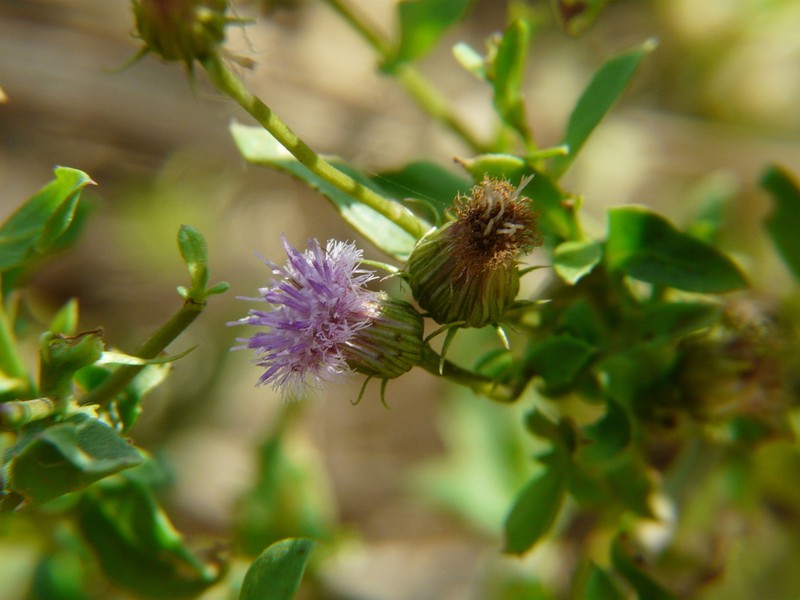 Blumea obliqua photo 5