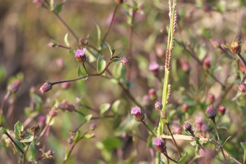 Blumea obliqua photo 6