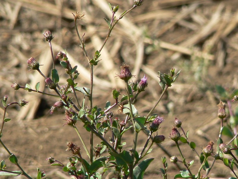 Blumea obliqua photo 7
