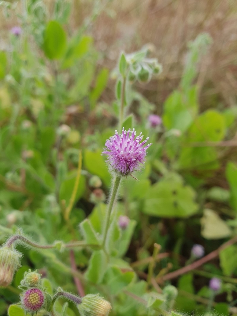 Blumea obliqua photo 8