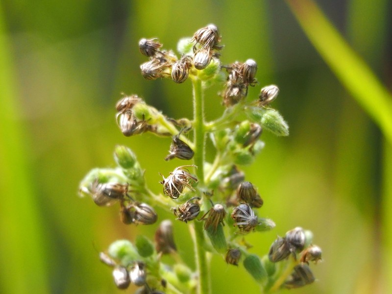 Blumea oblongifolia
