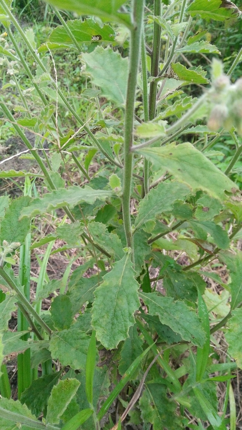 Blumea oblongifolia photo 2