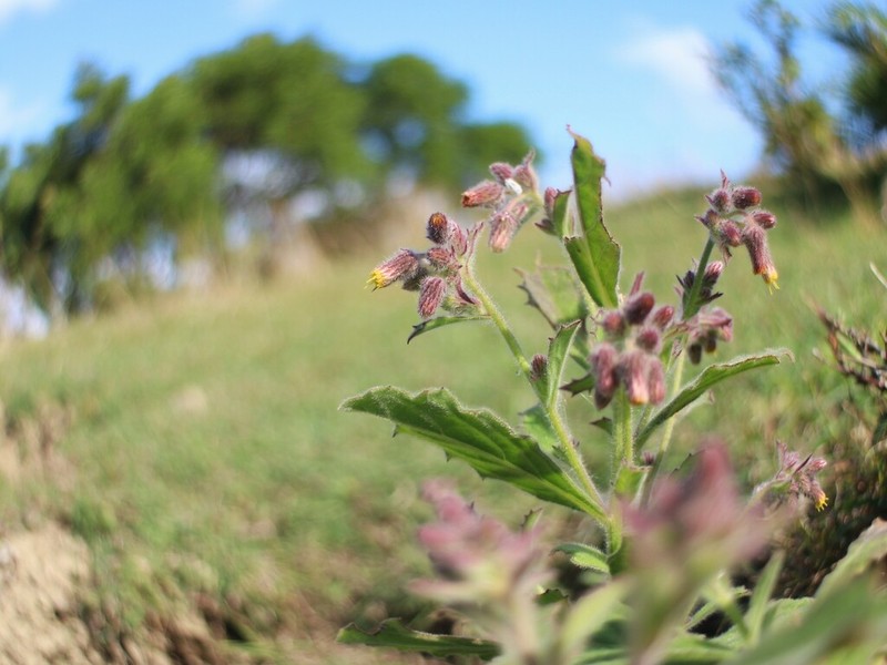 Blumea oblongifolia photo 3