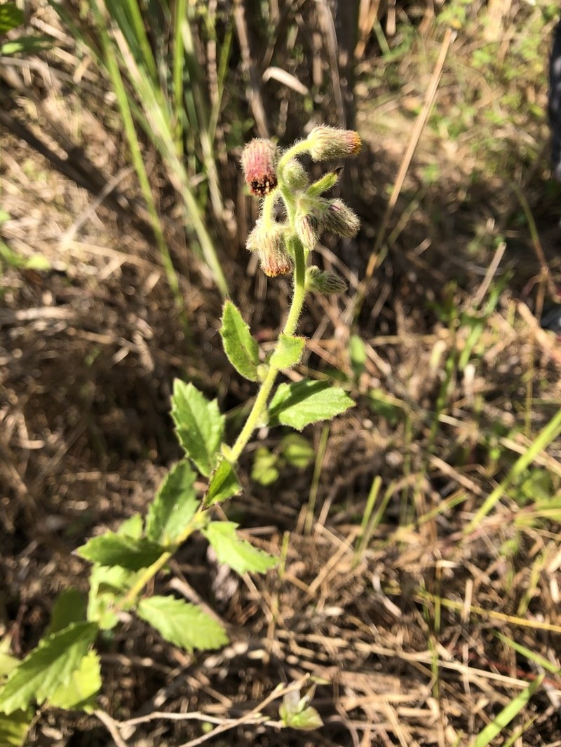 Blumea oblongifolia photo 4