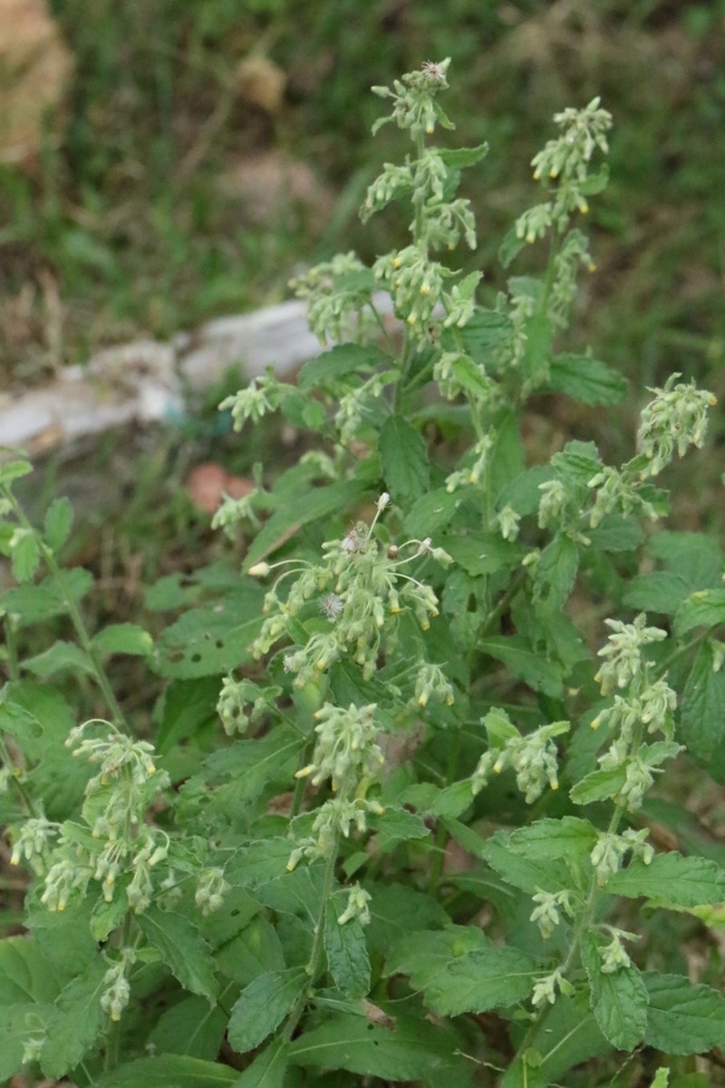 Blumea oblongifolia photo 5
