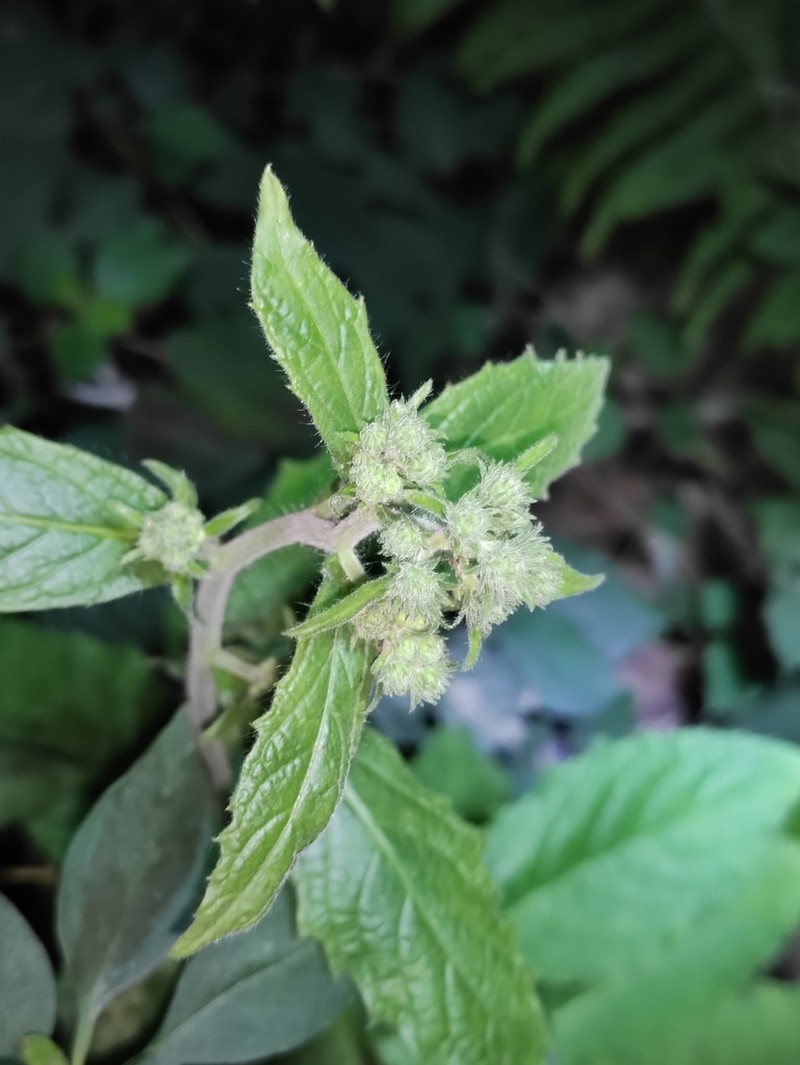 Blumea oblongifolia photo 6