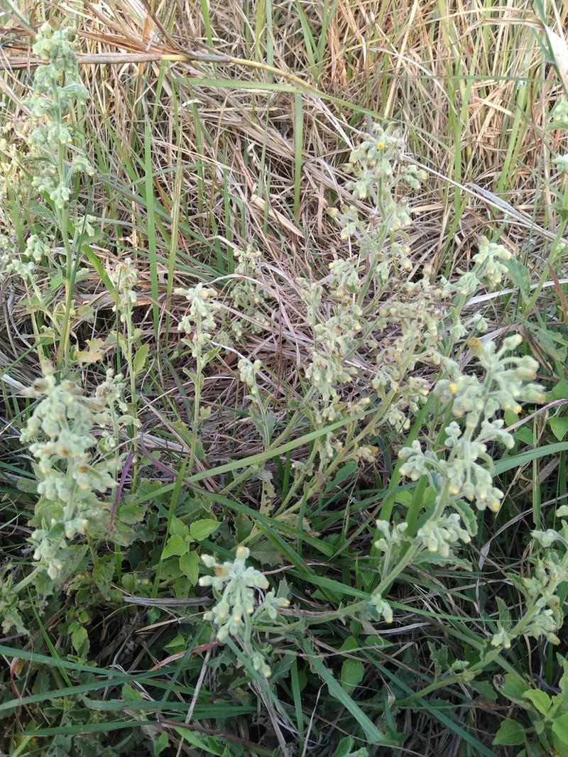Blumea oblongifolia photo 8