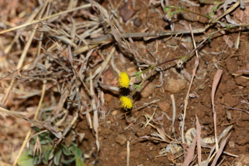 Blumea oxyodonta