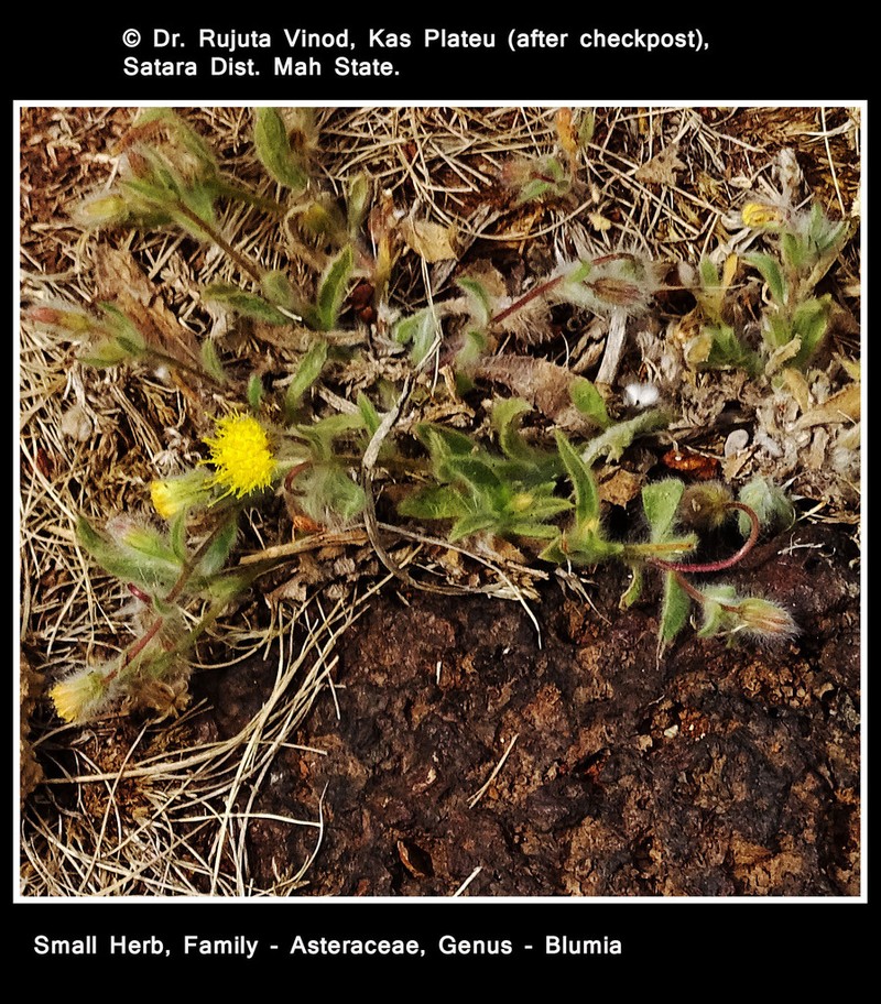 Blumea oxyodonta photo 2