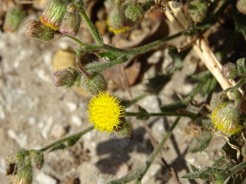 Blumea oxyodonta photo 3