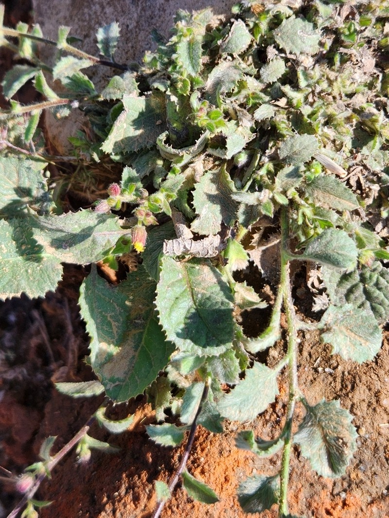 Blumea oxyodonta photo 4