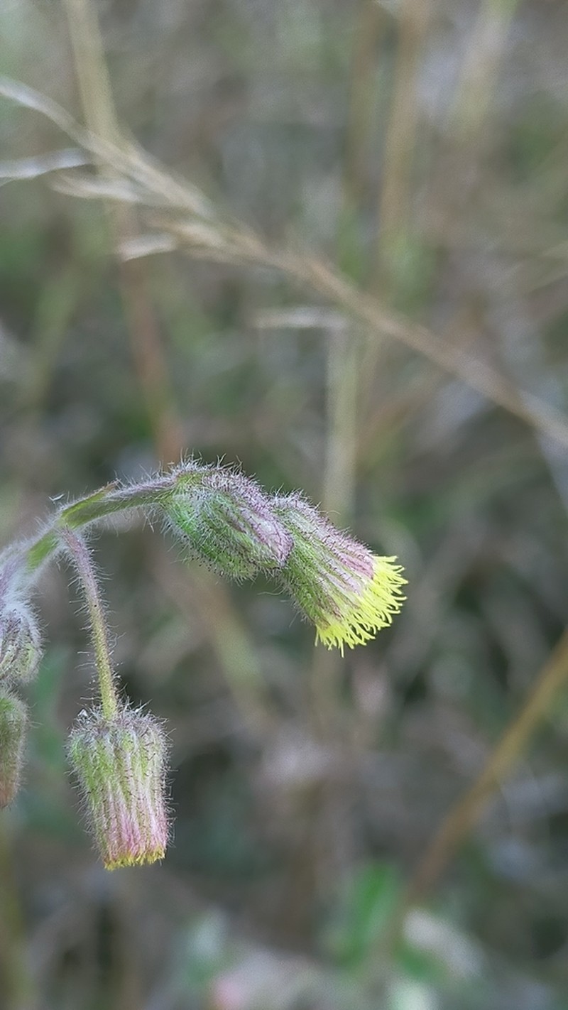 Blumea oxyodonta photo 5