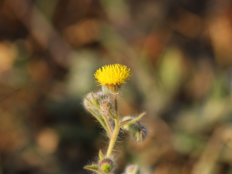 Blumea oxyodonta photo 6