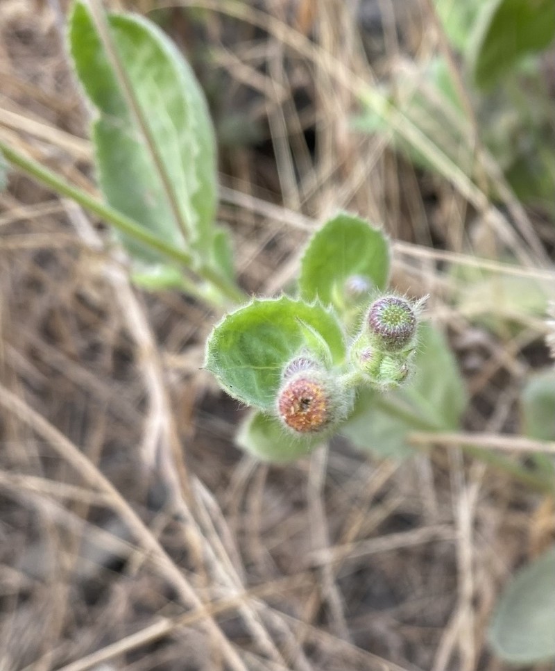 Blumea oxyodonta photo 7